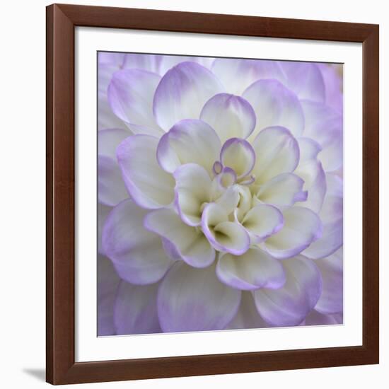 Lavender Dahlia VI-Rita Crane-Framed Giclee Print