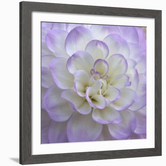 Lavender Dahlia VI-Rita Crane-Framed Giclee Print