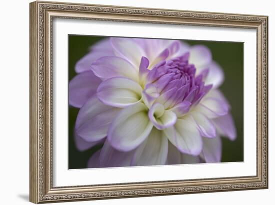 Lavender Dahlia VII-Rita Crane-Framed Photographic Print