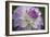 Lavender Dahlia VII-Rita Crane-Framed Photographic Print