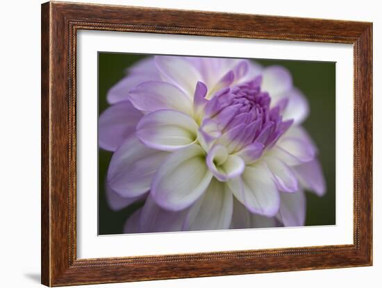 Lavender Dahlia VII-Rita Crane-Framed Photographic Print