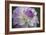 Lavender Dahlia VII-Rita Crane-Framed Photographic Print