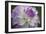 Lavender Dahlia VII-Rita Crane-Framed Photographic Print