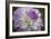 Lavender Dahlia VII-Rita Crane-Framed Photographic Print