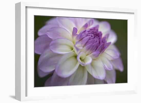 Lavender Dahlia VII-Rita Crane-Framed Photographic Print