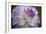 Lavender Dahlia VII-Rita Crane-Framed Photographic Print
