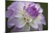 Lavender Dahlia VII-Rita Crane-Mounted Photographic Print