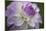Lavender Dahlia VII-Rita Crane-Mounted Photographic Print