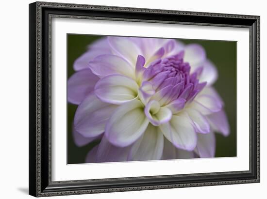 Lavender Dahlia VII-Rita Crane-Framed Photographic Print