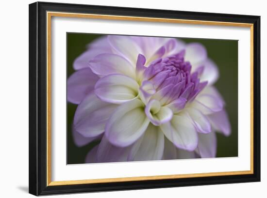 Lavender Dahlia VII-Rita Crane-Framed Photographic Print