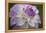 Lavender Dahlia VII-Rita Crane-Framed Premier Image Canvas