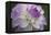 Lavender Dahlia VII-Rita Crane-Framed Premier Image Canvas