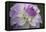 Lavender Dahlia VII-Rita Crane-Framed Premier Image Canvas