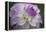 Lavender Dahlia VII-Rita Crane-Framed Premier Image Canvas