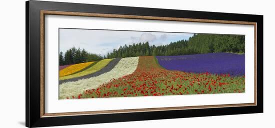 Lavender Farm, Furano, Hokkaido Prefecture, Japan-Keren Su-Framed Photographic Print