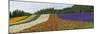 Lavender Farm, Furano, Hokkaido Prefecture, Japan-Keren Su-Mounted Photographic Print