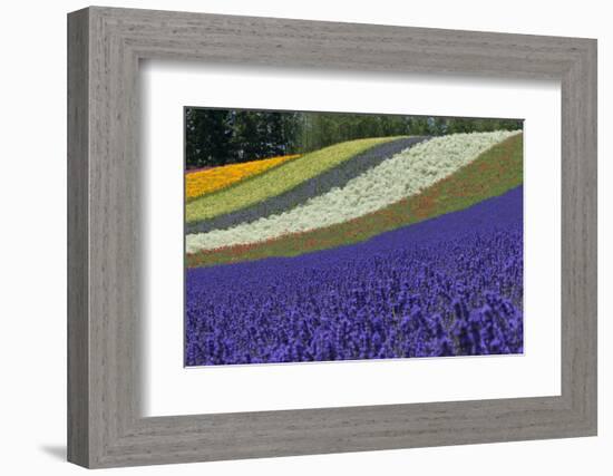 Lavender Farm, Furano, Hokkaido Prefecture, Japan-Keren Su-Framed Photographic Print