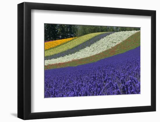 Lavender Farm, Furano, Hokkaido Prefecture, Japan-Keren Su-Framed Photographic Print