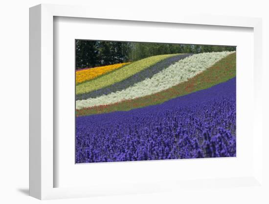 Lavender Farm, Furano, Hokkaido Prefecture, Japan-Keren Su-Framed Photographic Print