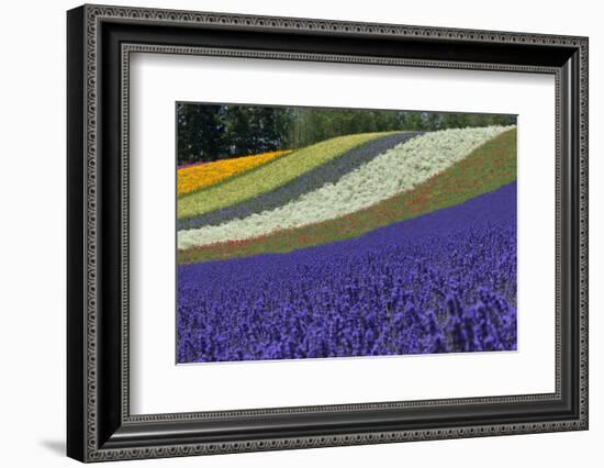 Lavender Farm, Furano, Hokkaido Prefecture, Japan-Keren Su-Framed Photographic Print