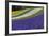 Lavender Farm, Furano, Hokkaido Prefecture, Japan-Keren Su-Framed Photographic Print