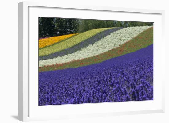 Lavender Farm, Furano, Hokkaido Prefecture, Japan-Keren Su-Framed Photographic Print