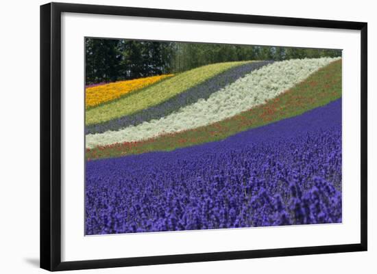 Lavender Farm, Furano, Hokkaido Prefecture, Japan-Keren Su-Framed Photographic Print