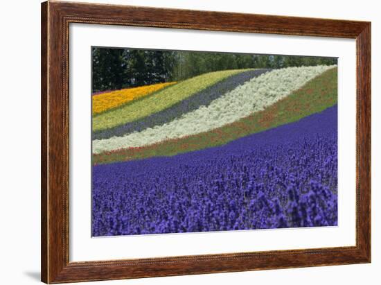 Lavender Farm, Furano, Hokkaido Prefecture, Japan-Keren Su-Framed Photographic Print