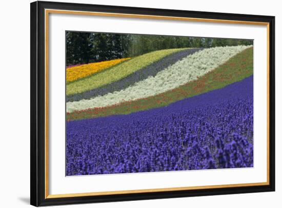 Lavender Farm, Furano, Hokkaido Prefecture, Japan-Keren Su-Framed Photographic Print