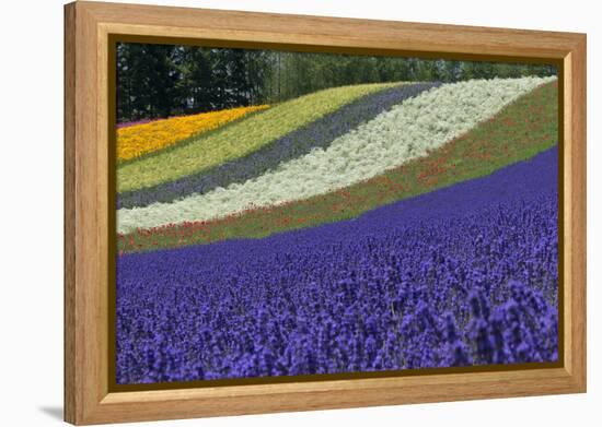 Lavender Farm, Furano, Hokkaido Prefecture, Japan-Keren Su-Framed Premier Image Canvas