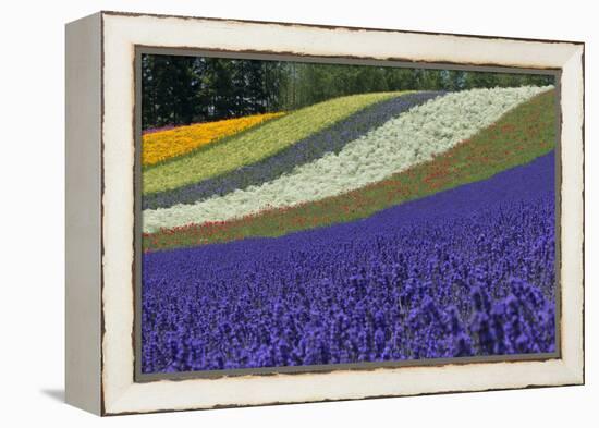 Lavender Farm, Furano, Hokkaido Prefecture, Japan-Keren Su-Framed Premier Image Canvas