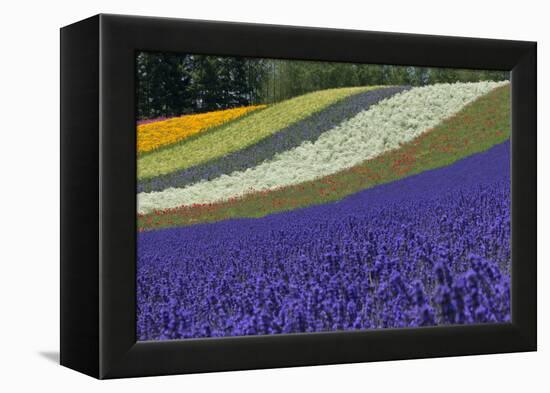 Lavender Farm, Furano, Hokkaido Prefecture, Japan-Keren Su-Framed Premier Image Canvas