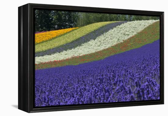 Lavender Farm, Furano, Hokkaido Prefecture, Japan-Keren Su-Framed Premier Image Canvas