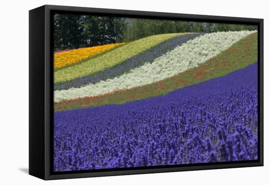 Lavender Farm, Furano, Hokkaido Prefecture, Japan-Keren Su-Framed Premier Image Canvas