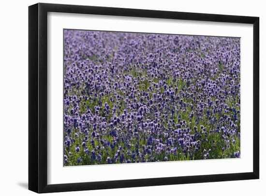 Lavender Farm, Furano, Hokkaido Prefecture, Japan-Keren Su-Framed Photographic Print