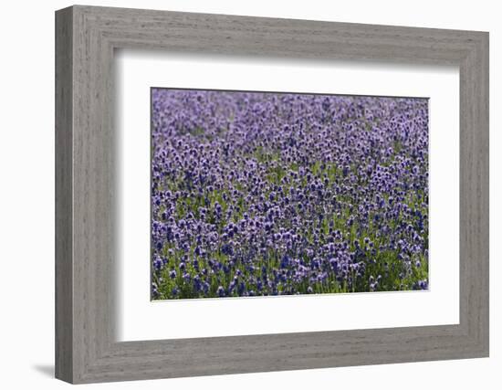 Lavender Farm, Furano, Hokkaido Prefecture, Japan-Keren Su-Framed Photographic Print