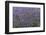 Lavender Farm, Furano, Hokkaido Prefecture, Japan-Keren Su-Framed Photographic Print