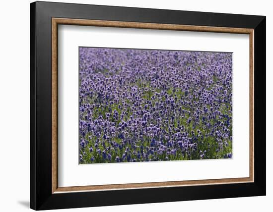 Lavender Farm, Furano, Hokkaido Prefecture, Japan-Keren Su-Framed Photographic Print