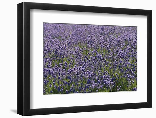 Lavender Farm, Furano, Hokkaido Prefecture, Japan-Keren Su-Framed Photographic Print