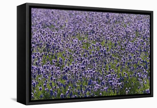 Lavender Farm, Furano, Hokkaido Prefecture, Japan-Keren Su-Framed Premier Image Canvas