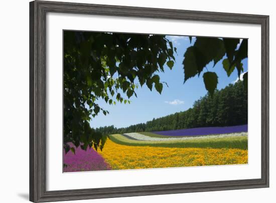 Lavender Farm, Furano, Hokkaido Prefecture, Japan-Keren Su-Framed Photographic Print