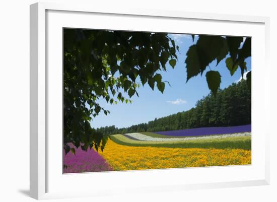 Lavender Farm, Furano, Hokkaido Prefecture, Japan-Keren Su-Framed Photographic Print