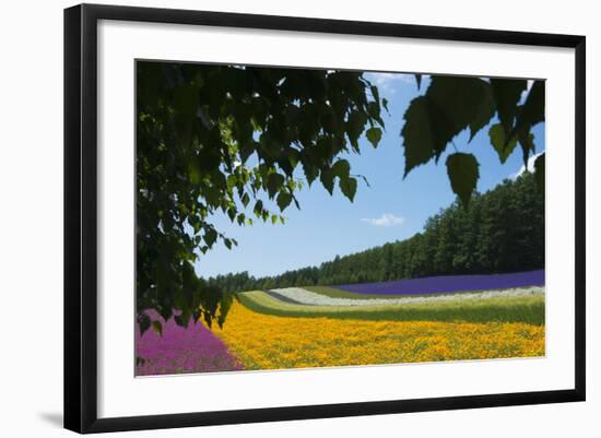 Lavender Farm, Furano, Hokkaido Prefecture, Japan-Keren Su-Framed Photographic Print