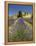 Lavender Farm, Near Cromwell, Central Otago, South Island, New Zealand-David Wall-Framed Premier Image Canvas