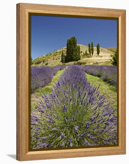 Lavender Farm, Near Cromwell, Central Otago, South Island, New Zealand-David Wall-Framed Premier Image Canvas