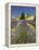 Lavender Farm, Near Cromwell, Central Otago, South Island, New Zealand-David Wall-Framed Premier Image Canvas