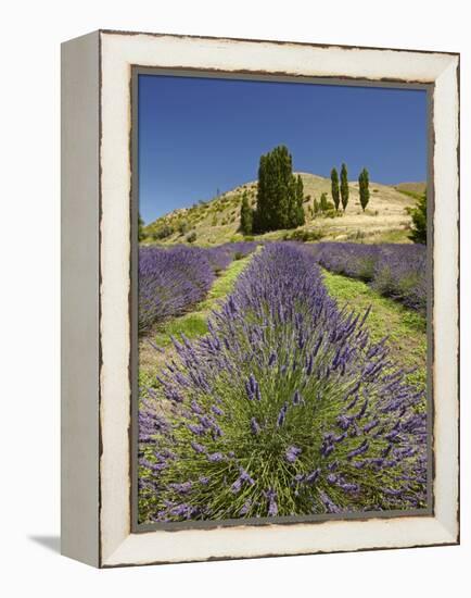 Lavender Farm, Near Cromwell, Central Otago, South Island, New Zealand-David Wall-Framed Premier Image Canvas