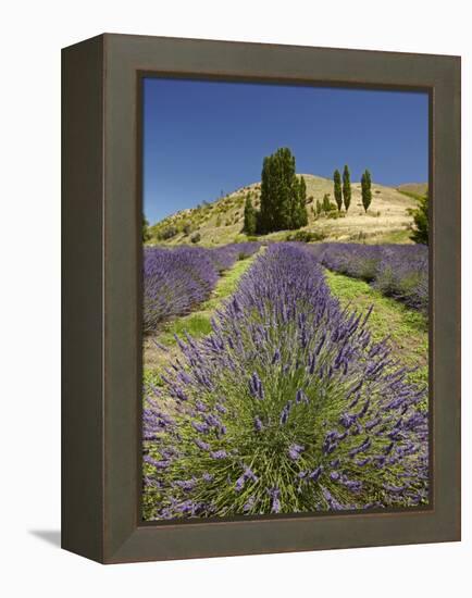 Lavender Farm, Near Cromwell, Central Otago, South Island, New Zealand-David Wall-Framed Premier Image Canvas
