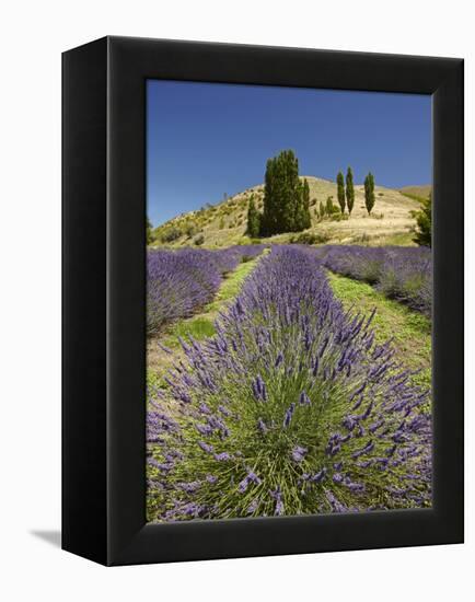 Lavender Farm, Near Cromwell, Central Otago, South Island, New Zealand-David Wall-Framed Premier Image Canvas