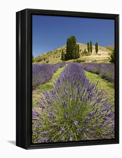 Lavender Farm, Near Cromwell, Central Otago, South Island, New Zealand-David Wall-Framed Premier Image Canvas